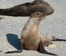 Galapagos-Tiere35.jpg